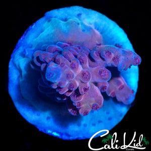 MYSTERY ACRO