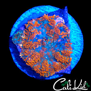 ULTRA RHODACTIS