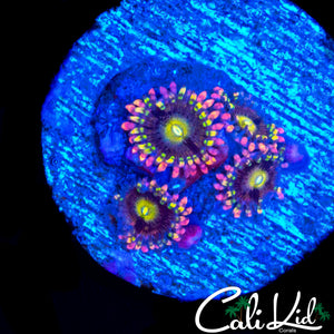 CK ANTI MATTER ZOA QUAD