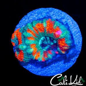 CK UNRELEASED ACAN DOUBLE