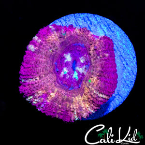 RARE PINK ASIAN ACAN