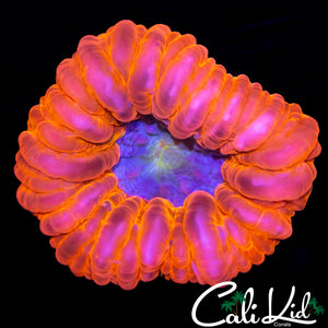 RARE BLUE MOUTH CYNARINA