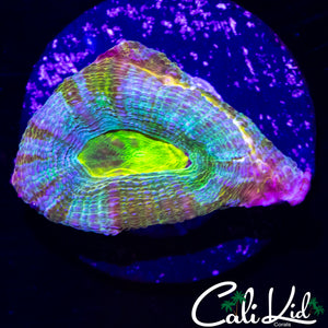 CK RAINBOW BOWERBANKI