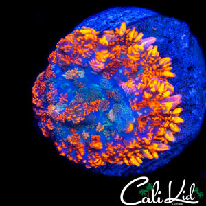 FLAME RIM RHODACTIS