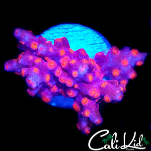 CK BRANCHING CYPHASTREA