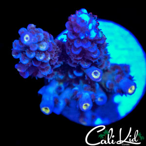 RAINBOW TENIUS CHUNK