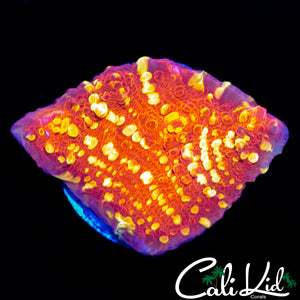 GOLDMESISTER CHALICE