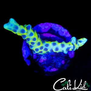 RRC GRAFTED GOLDEN ROD ACROPORA