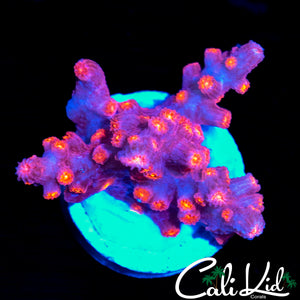 CK BRANCHING CYPHASTREA