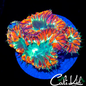 TRI COLOLR BLASTO MINI COLONY