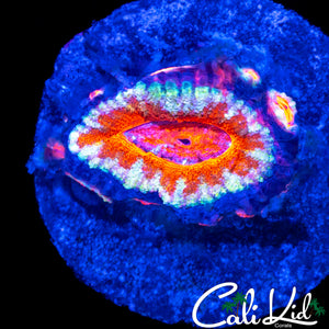 ULTRA ACAN W/ BABIES