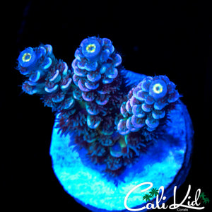 ULTIMATE RAINBOW TENIUS
