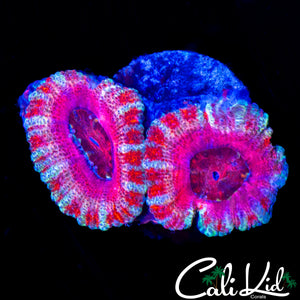 CANDY CANE ACAN DOUBLE