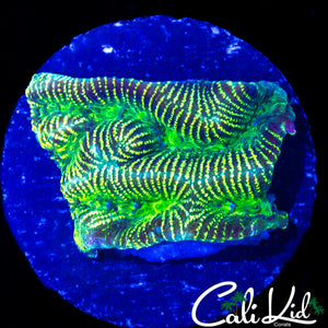 ALLIGATOR SKIN PLATYGYRA