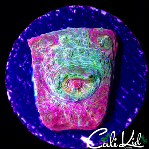ULTRA SWIRL CHALICE