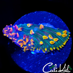 CK RAINBOW DIASERIS