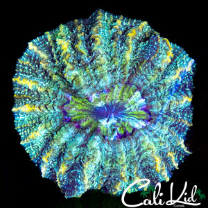 RAINBOW SWIRL ACANTHO