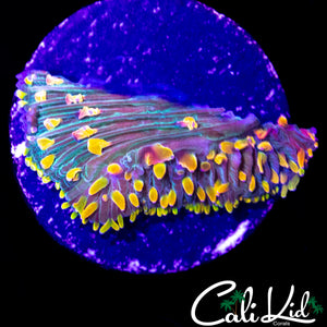 CK RAINBOW DIASERIS