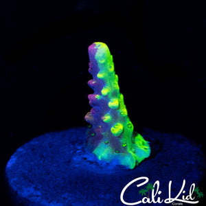 GRAFTED PC RAINBOW ACRO