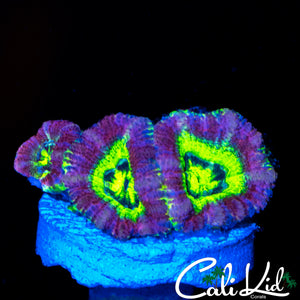RARE PURPLE ASIAN ACAN TRIPLE