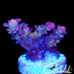 MYSTERY RAINBOW ACRO