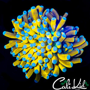 AQUACULTURED BANANARAMA TORCH