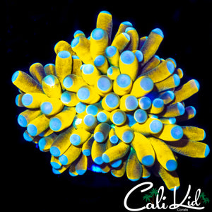 AQUACULTURED BANANARAMA TORCH