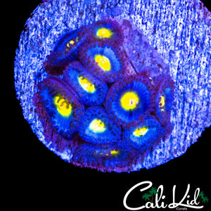 AOI ZOA MINI COLONY