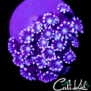 BI COLOR ALVEOPORA