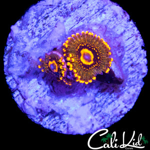 JF ASKRAK ZOA DOUBLE