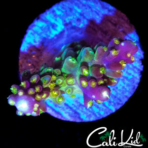 CK GOLDEN GODDESS ACRO