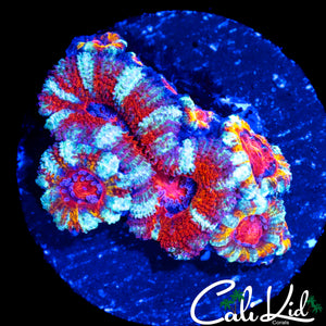 ULTIMATE RAINBOW ACAN MINI COLONY