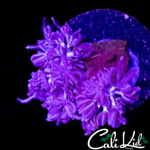 PULSATING XENIA CHUNK
