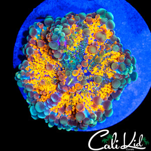 SUN GOD RAINBOW BUBBLE YUMA