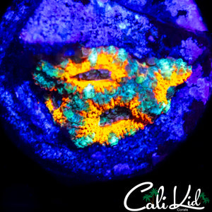 CK MANGO TANGO ACAN QUAD