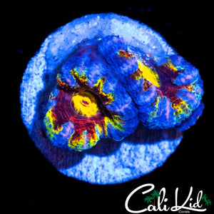 CK UNRELEASED RAINBOW ACAN QUAD DOUBLE