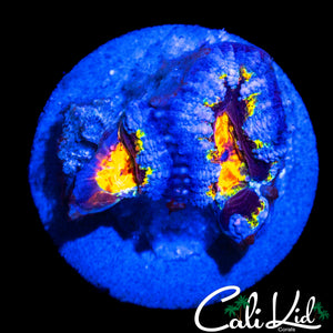 CK UNRELEASED RAINBOW ACAN QUAD DOUBLE