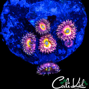 CHONG BONG ZOA MINI COLONY