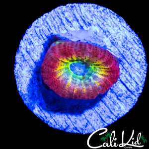 CK RARE RAINBOW FAVIA