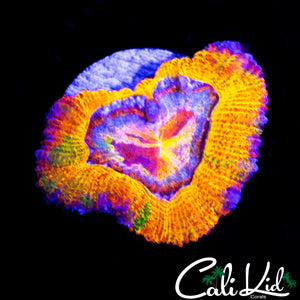 CK GUMMI BEAR ACAN