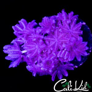 PULSATING XENIA CHUNK