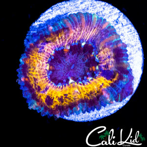 CK SHAPE SHIFTER ACAN
