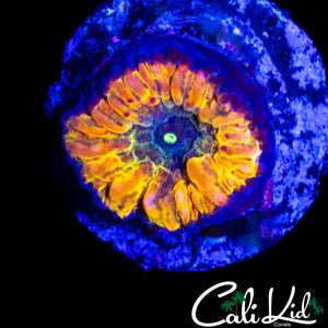 CK INDO RAINBOW BLASTO