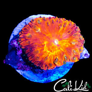 GOLDEN BUBBLE BLASTO