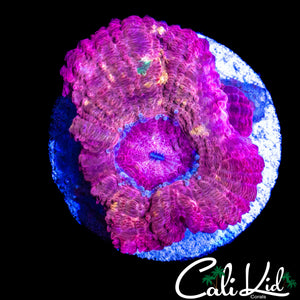LARGE RARE PINK ASIAN ACAN