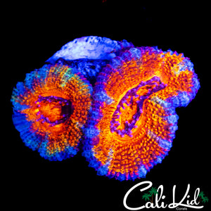 ULTRA RAINBOW ACAN LORD DOUBLE