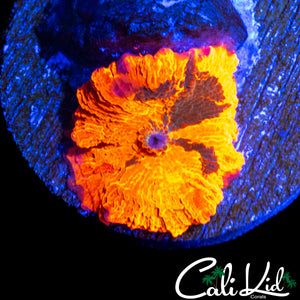 SIC PATTERN CANDY CRUSH MUSHROOM