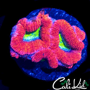 YELLOW EYE ACAN MINI COLONY