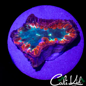 DOUBLE MOUTH BUBBLE BLASTO