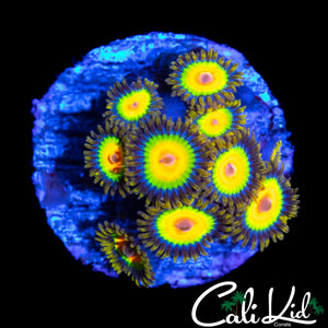 RASTA ZOA MINI COLONY